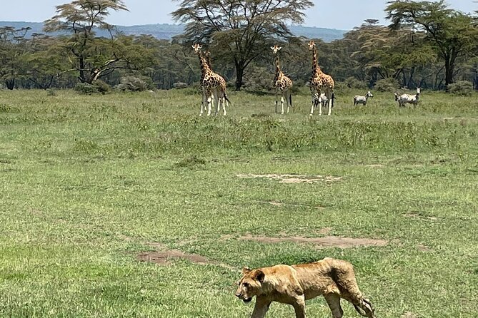 4 Days Masai Mara and Lake Nakuru Mid-Luxury safari - Day two moves from Nakuru to Masai Mara