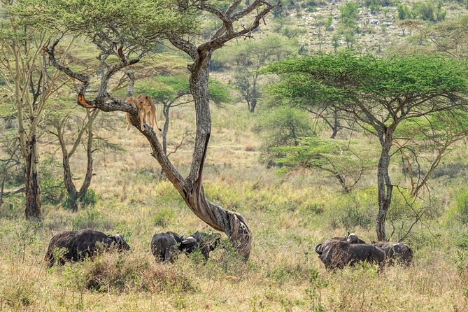 4 Days Masai Mara and Lake Nakuru Mid-Luxury safari - What mid-luxury means here