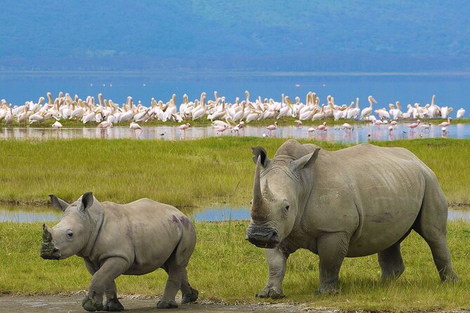 4 Days Masai Mara and Lake Nakuru Shared Camping Safari - Key points to know before booking