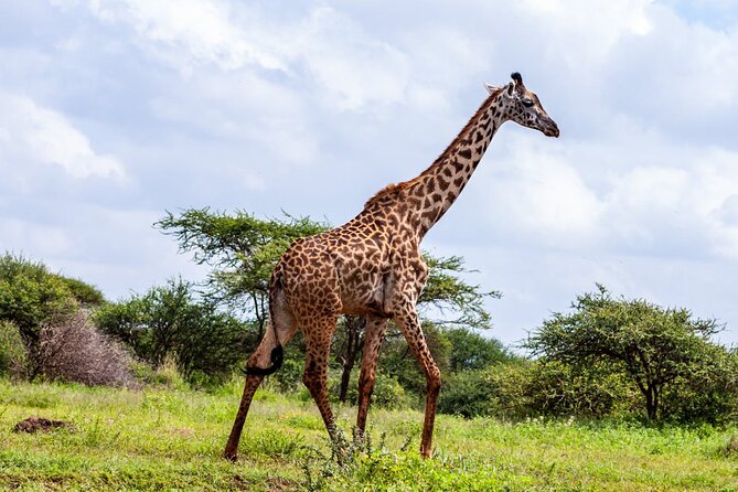 4 Days Masai Mara and Lake Nakuru Shared Camping Safari - Why this four-day route works