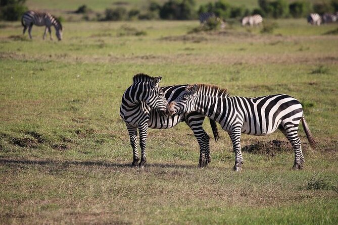 4 Days Masai Mara and Lake Nakuru Shared Camping Safari - Day 4: Rhinos at Lake Nakuru, then back to Nairobi