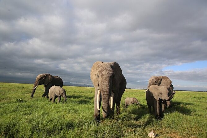 4 Days Masai Mara and Lake Nakuru Shared Camping Safari - Meals, drinks, and what you still pay for