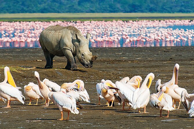 4 Days Masai Mara and Lake Nakuru Shared Camping Safari - Day 1: Nairobi, the Rift Valley, and the first Mara game drive