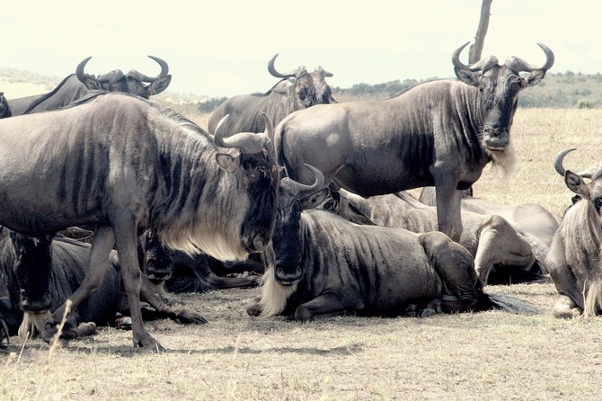 4 Days Masai Mara Camping Safari - Day 3: Hippos, crocodiles, and the Mara River