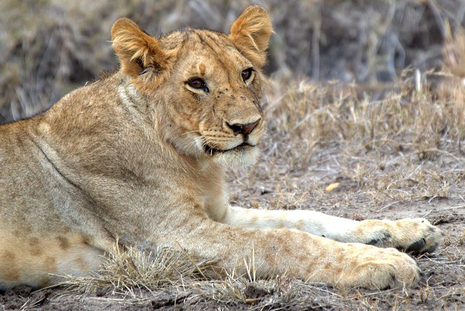 4 Days Masai Mara Camping Safari - Day 1: The Great Rift Valley and your first Mara drive