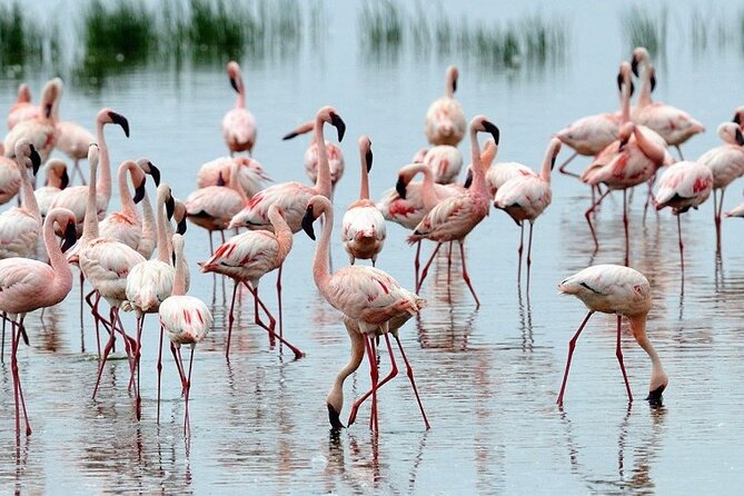 4 Days Masai Mara & Lake Nakuru Budget Group Safari in a 4x4 Jeep - Why this four-day route works