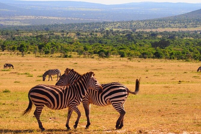 4 Days Masai Mara & Lake Nakuru Budget Group Safari in a 4x4 Jeep - Masai Mara: the main event