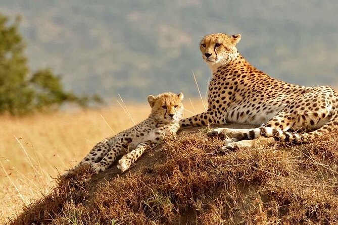 4 Days Masai Mara & Lake Nakuru Budget Group Safari in a 4x4 Jeep - Day two: a full game-drive day to the Mara River