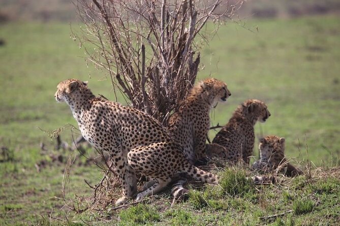 4 Days Masai Mara & Lake Nakuru Budget Group Safari in a 4x4 Jeep - Day four: Lake Nakuru’s rhinos and possible flamingos