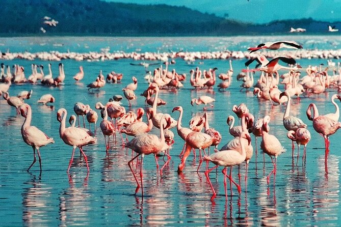 4 Days Masai Mara & Lake Nakuru Budget Group Safari in a 4x4 Jeep - Communication and guide support