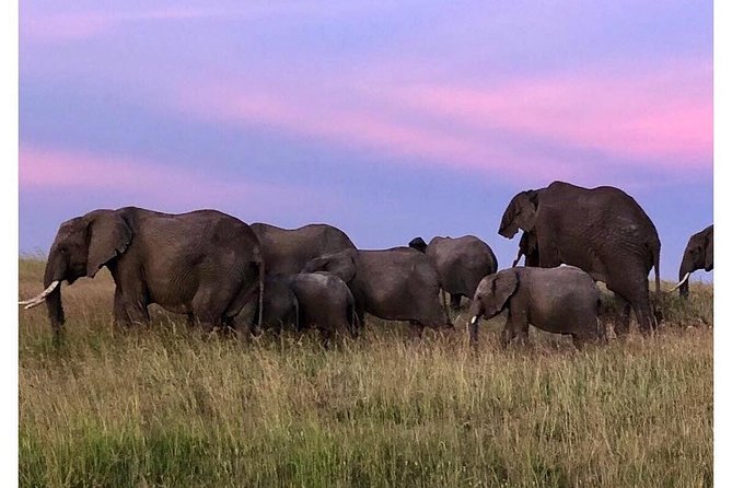 4 Days Masai Mara/Lake Nakuru Budget Safari - Why this route works in four days