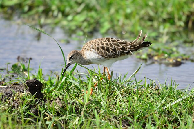4 Days Masai Mara/Lake Nakuru Budget Safari - Budget accommodation and vehicle comfort