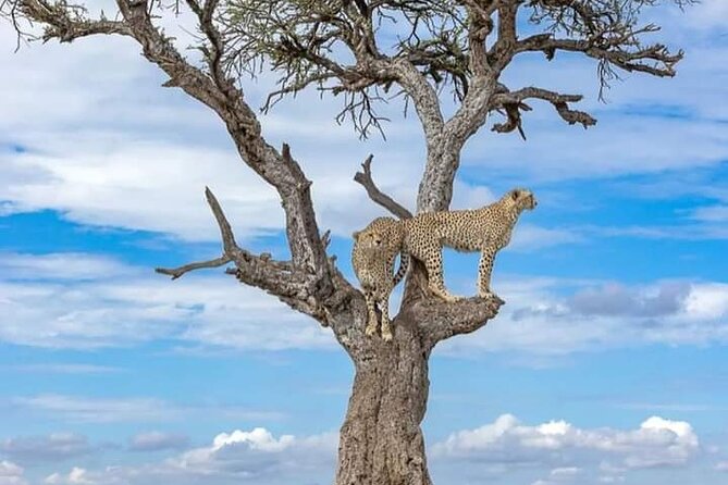 4 Days Masai Mara/Lake Nakuru Budget Safari - The guide makes the difference