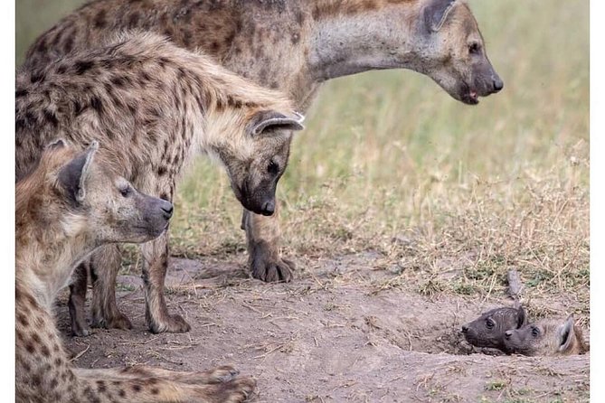 4 Days Masai Mara/Lake Nakuru Budget Safari - Day 2: A full day in Masai Mara