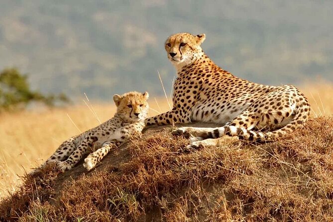 4 Days Masai Mara & Lake Nakuru Group Joining Safari - Why this four-day route works