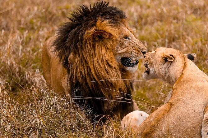 4 Days Masai Mara & Lake Nakuru Group Joining Safari - Day 2: A full day in Masai Mara