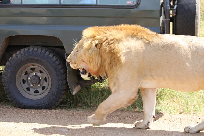 4 Days Masai Mara Lake Nakuru Jeep Safari - Day 4: Morning animals at Nakuru, then Nairobi