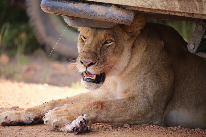 4 Days Masai Mara Lake Nakuru Jeep Safari - Wildlife value: big cats, rhinos, and birds