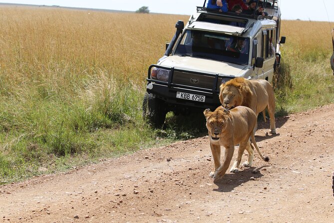 4 Days Masai Mara Lake Nakuru Jeep Safari - Who should book this safari