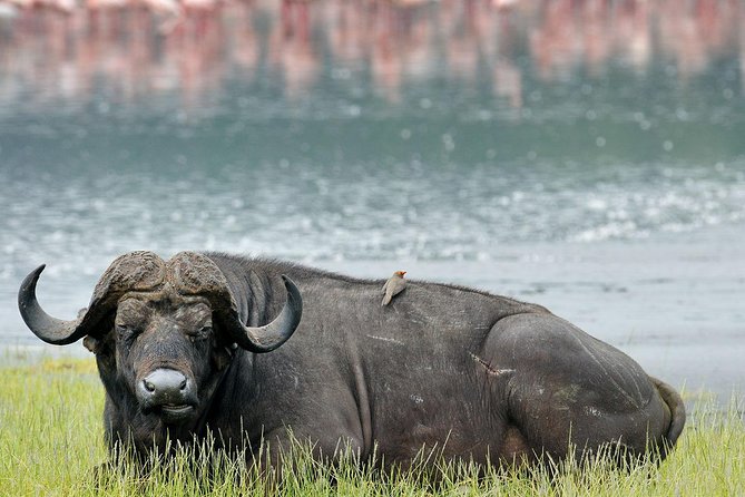 4 Days Masai Mara & Lake Nakuru Lodge Safari - Key things to know before booking