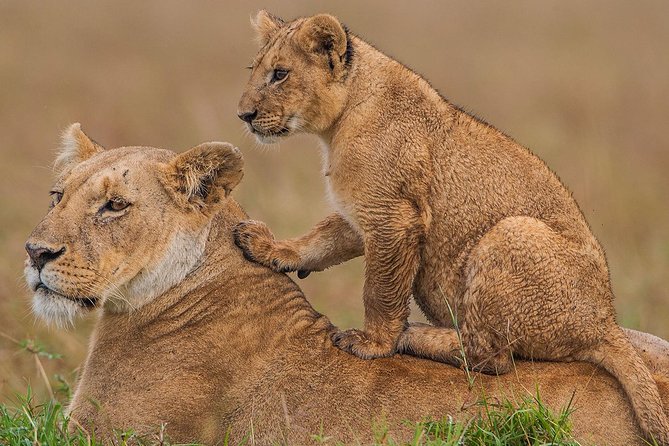 4 Days Masai Mara & Lake Nakuru Lodge Safari - Why this safari works as a four-day Kenya sampler