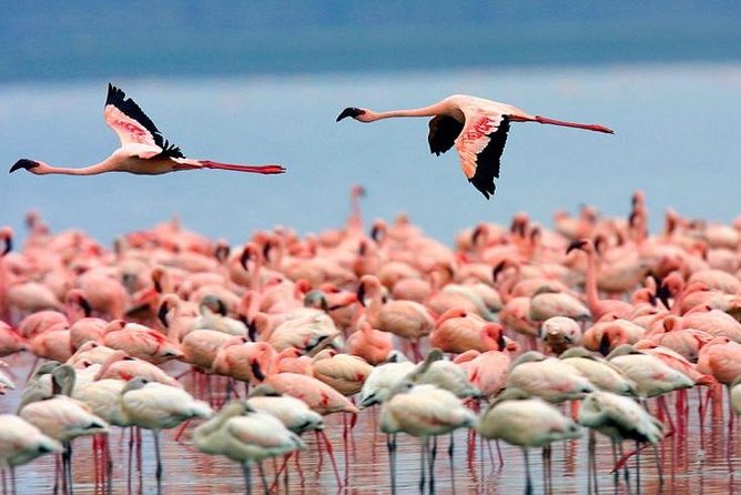 4 Days Masai Mara & Lake Nakuru Lodge Safari - Lodge comfort, meals, and the daily pace