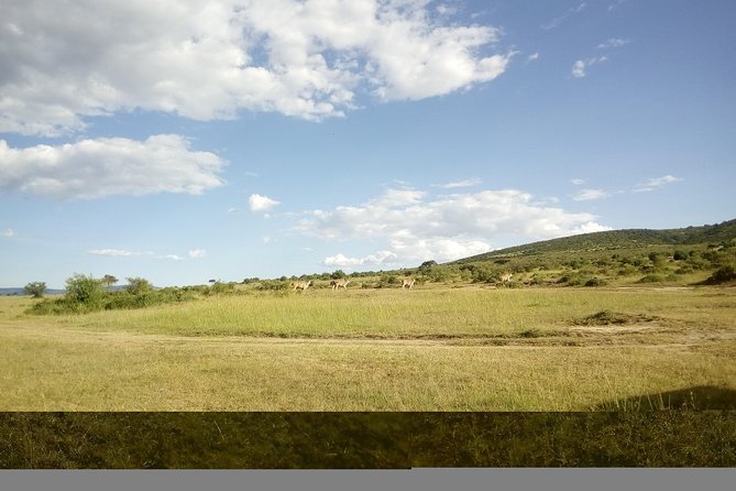 4 Days Masai Mara Nakuru - Two parks, four days, and Kenya’s classic wildlife