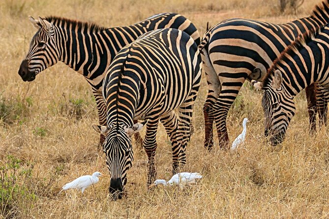 4 Days Masai Mara Nakuru - Lake Nakuru adds a different side of Kenya