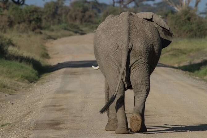 4 Days Masai Mara Nakuru - Guide quality can shape the whole trip