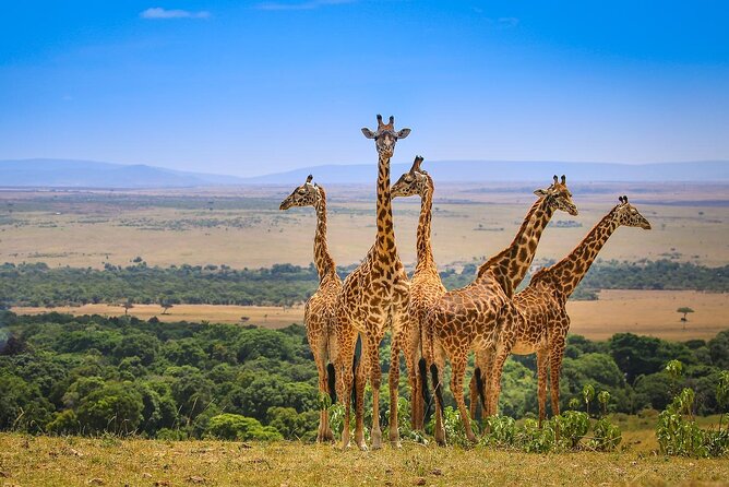 4 days masai mara Nakuru Joining safari - Maasai Mara: the main event on Days 1 and 2