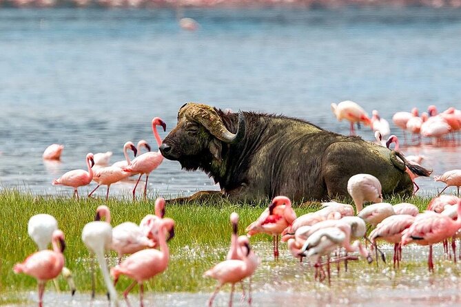 4 Days Mid Luxury Safari, Lake Nakuru and Masai Mara. - From Nairobi to Lake Nakuru in four hours