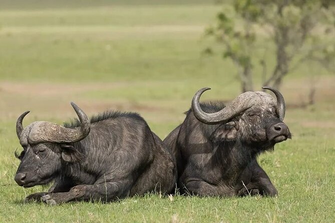 4 Days Mid Luxury Safari, Lake Nakuru and Masai Mara. - The road to Maasai Mara on day two