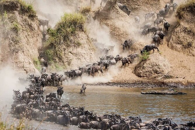 4 Days Mid Luxury Safari, Lake Nakuru and Masai Mara. - A full day in the Mara with two game drives
