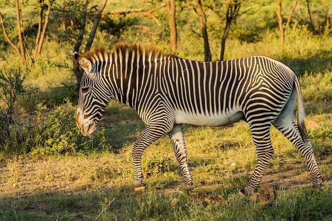 4 Days Mid Luxury Safari, Lake Nakuru and Masai Mara. - The value of a private guide
