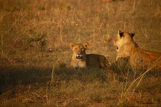 4 Days of Untamed Beauty: An Unforgettable Masai Mara Road Safari - What four days in the Masai Mara really gives you