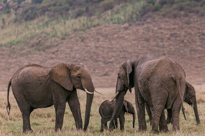 4 Days of Untamed Beauty: An Unforgettable Masai Mara Road Safari - Day one: your first full look at the Mara