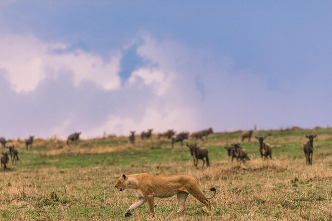 4 Days of Untamed Beauty: An Unforgettable Masai Mara Road Safari - Day two: a full day for variety and repeat sightings