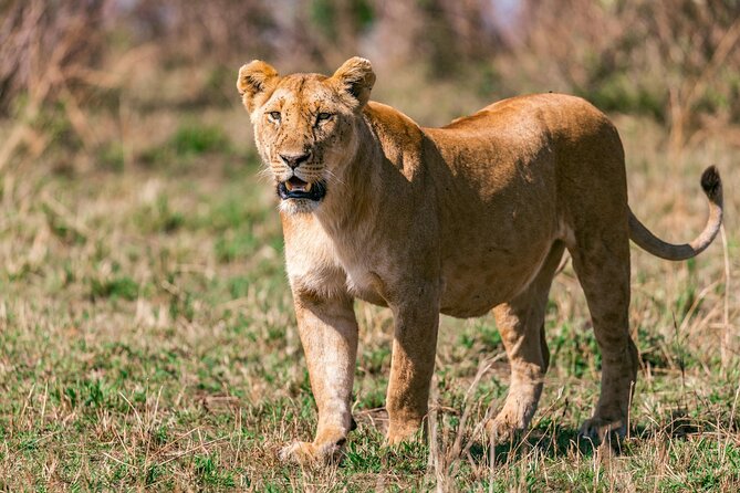4 Days of Untamed Beauty: An Unforgettable Masai Mara Road Safari - Day four: sunrise, checkout, and the road back
