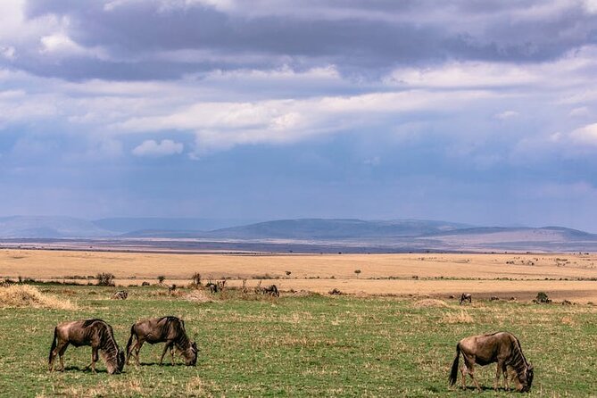 4 Days of Untamed Beauty: An Unforgettable Masai Mara Road Safari - The guides and the personal side of the trip