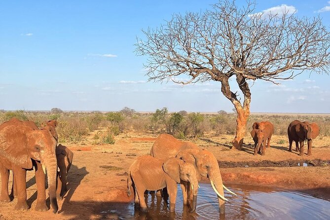 4 Days Private Safari Tour Tsavo and Amboseli from Nairobi - What the private Land Cruiser changes