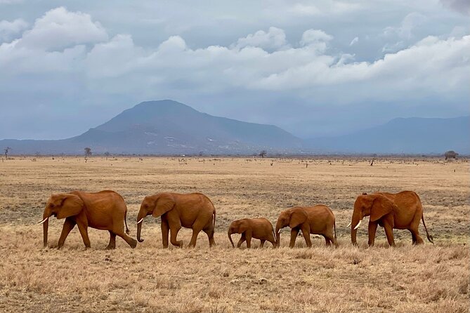 4 Days Private Safari Tour Tsavo and Amboseli from Nairobi - Day two: From Tsavo East to Tsavo West