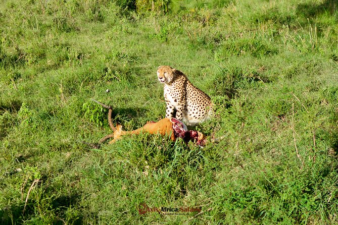 4 Days Safari Adventure Masai Mara and Nakuru Park Group - Day four: Rhinos, flamingos, and Baboon Cliff at Lake Nakuru