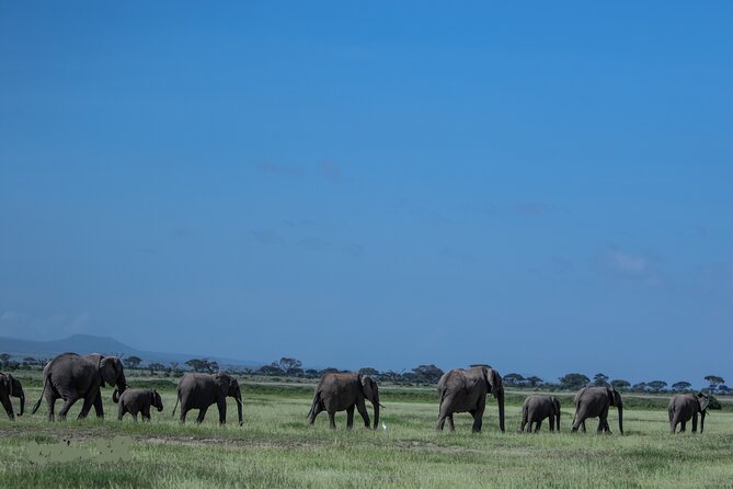 4 Days Safari from Mombasa to Amboseli and Tsavo West and East - Tsavo East and the red-dust elephants