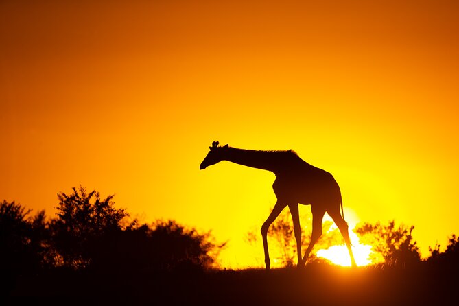 4 Days Safari from Mombasa to Amboseli and Tsavo West and East - Amboseli beneath Mount Kilimanjaro