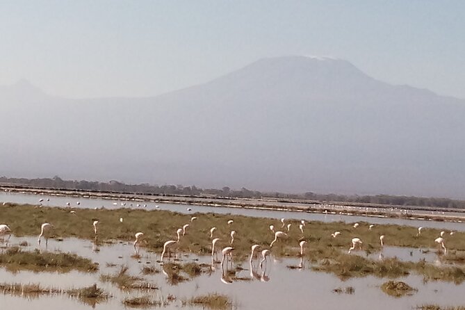 4 Days Safari to Amboseli N/P, Tsavo East N/P. - Key points to know before you book