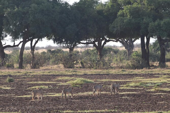 4 Days Safari to Amboseli N/P, Tsavo East N/P. - Day 4: Early predators, sunrise, and the road to the coast