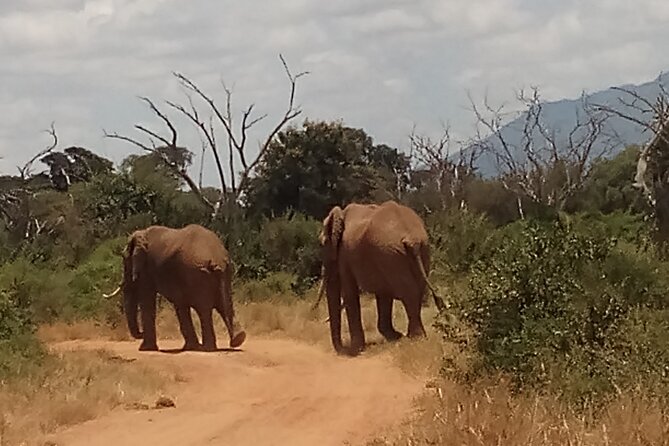 4 Days Safari to Amboseli N/P, Tsavo East N/P. - Day 1: Elephants beneath Mount Kilimanjaro