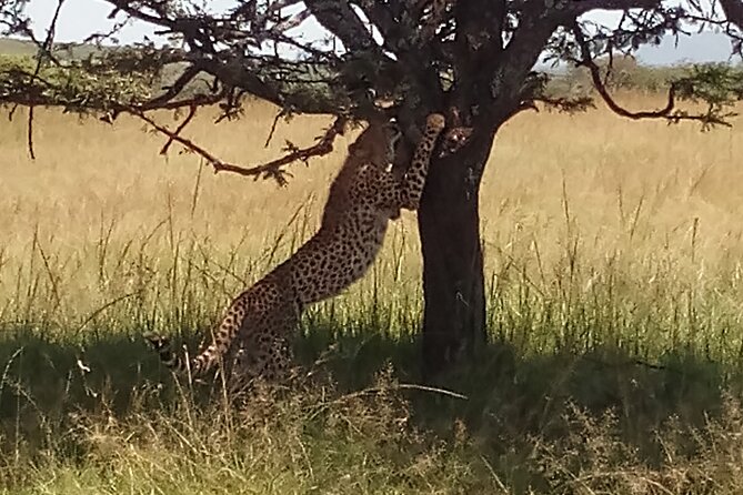 4 Days Safari to Lake Nakuru N/P and Maasai Mara N/R - From Nairobi to Lake Nakuru in one scenic afternoon