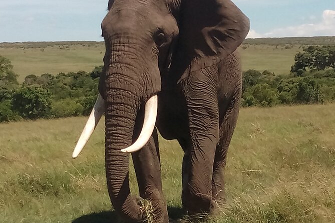 4 Days Safari to Lake Nakuru N/P and Maasai Mara N/R - A full Maasai Mara day built around wildlife photography