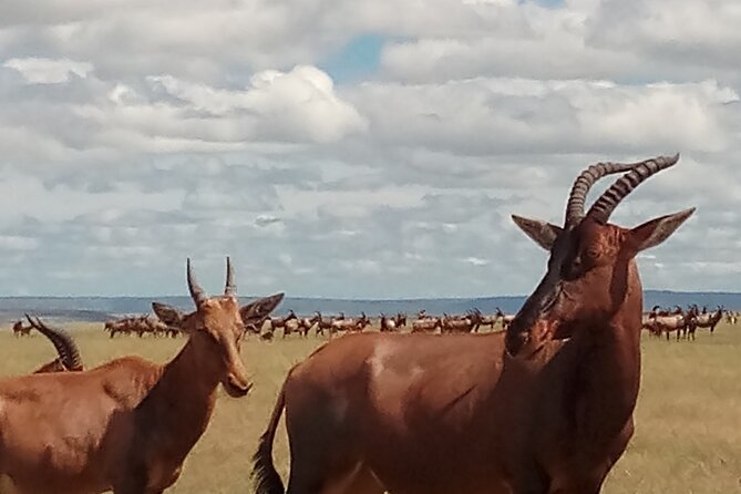 4 Days Safari to Lake Nakuru N/P and Maasai Mara N/R - The final morning and Karen Blixen Museum